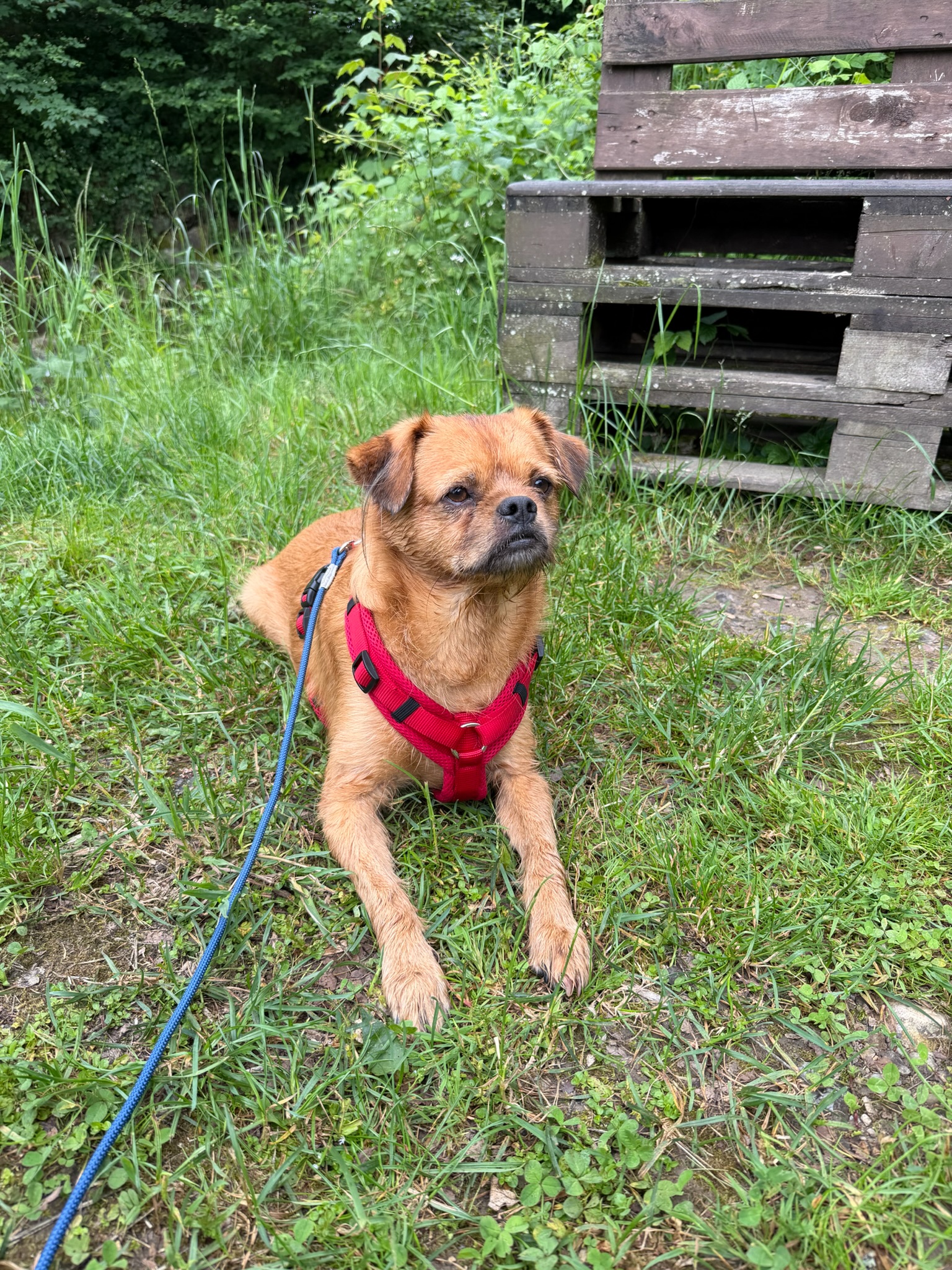 Wanderurlaub mit Hund - So wird das gemeinsame Abenteuer zum Erfolg