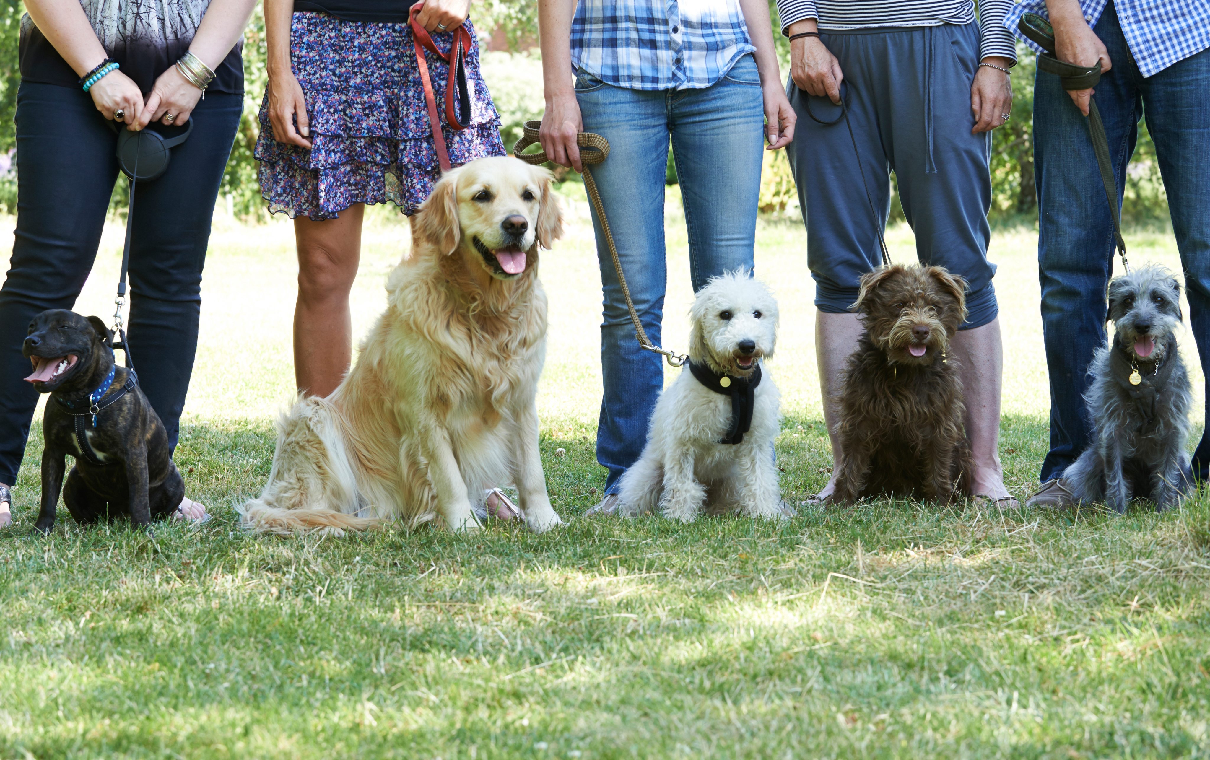 Gruppenstunden: Teamspirit für Mensch und Hund