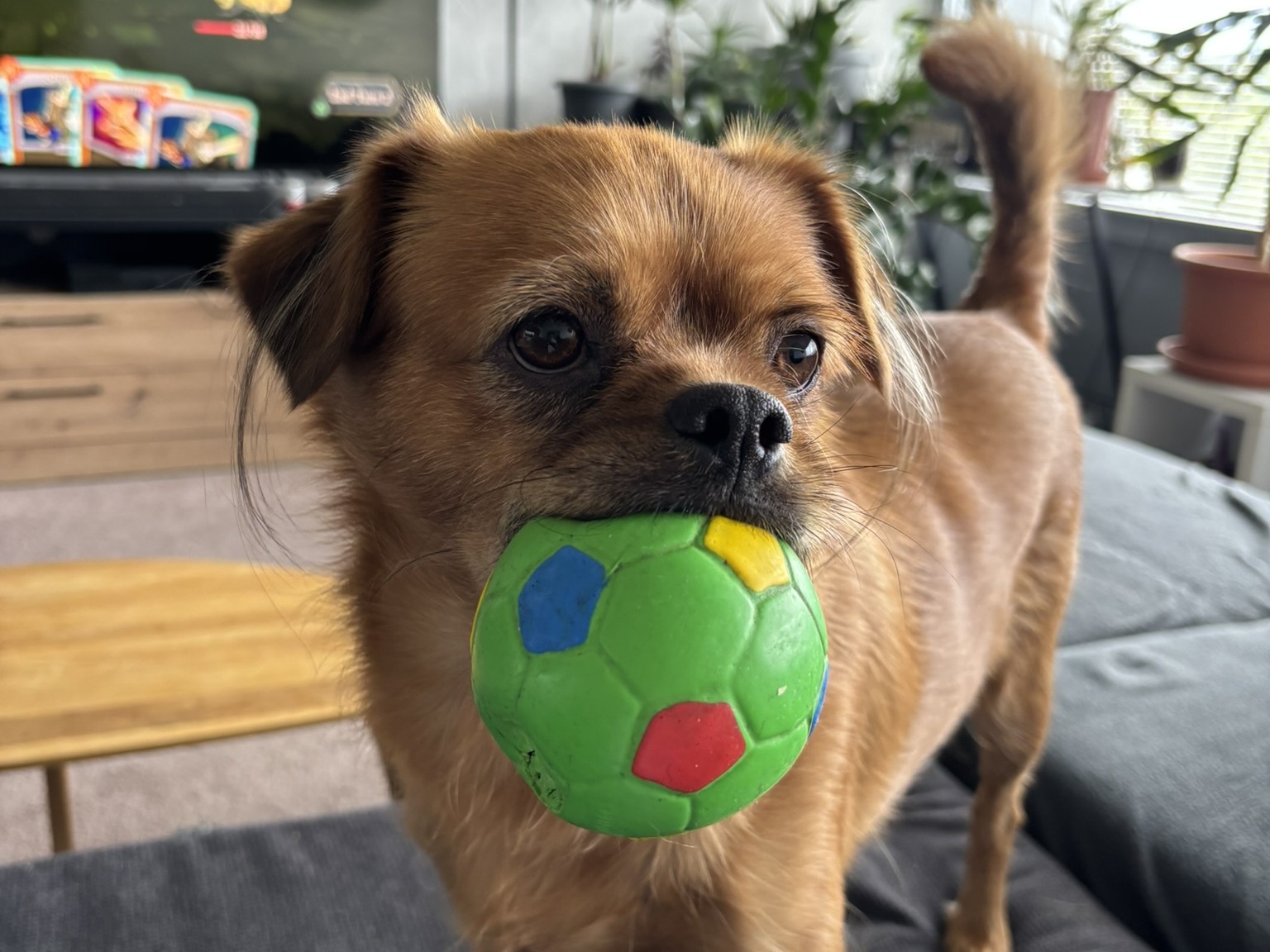 Was kostet ein Hund?