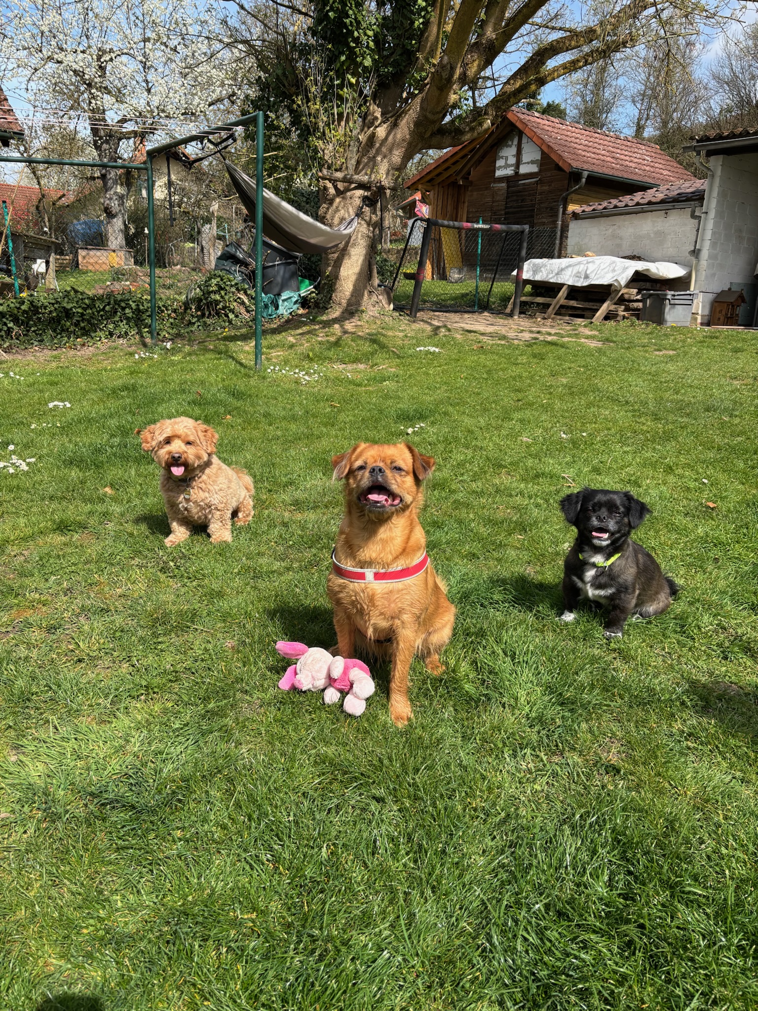 Wie bringe ich meinem Hund "Sitz" bei?