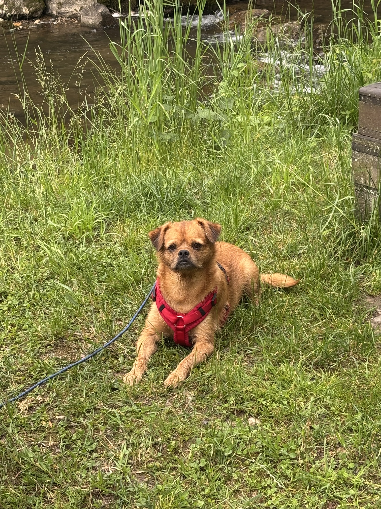 Wie bringe ich meinem Hund "Platz" bei?