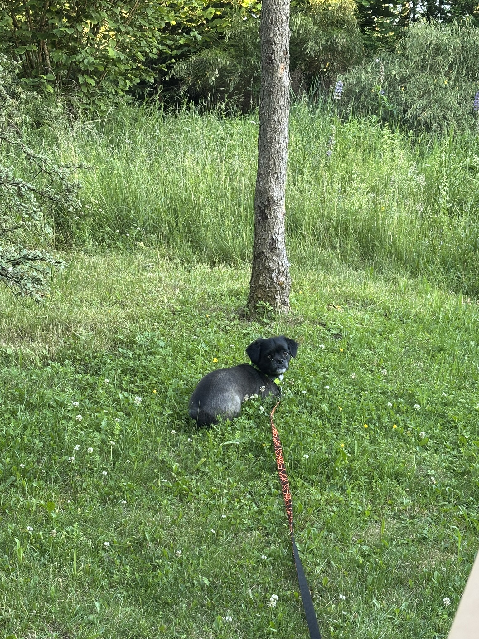 "Und lauf!" - Wozu ein Auflösesignal im Hundetraining?