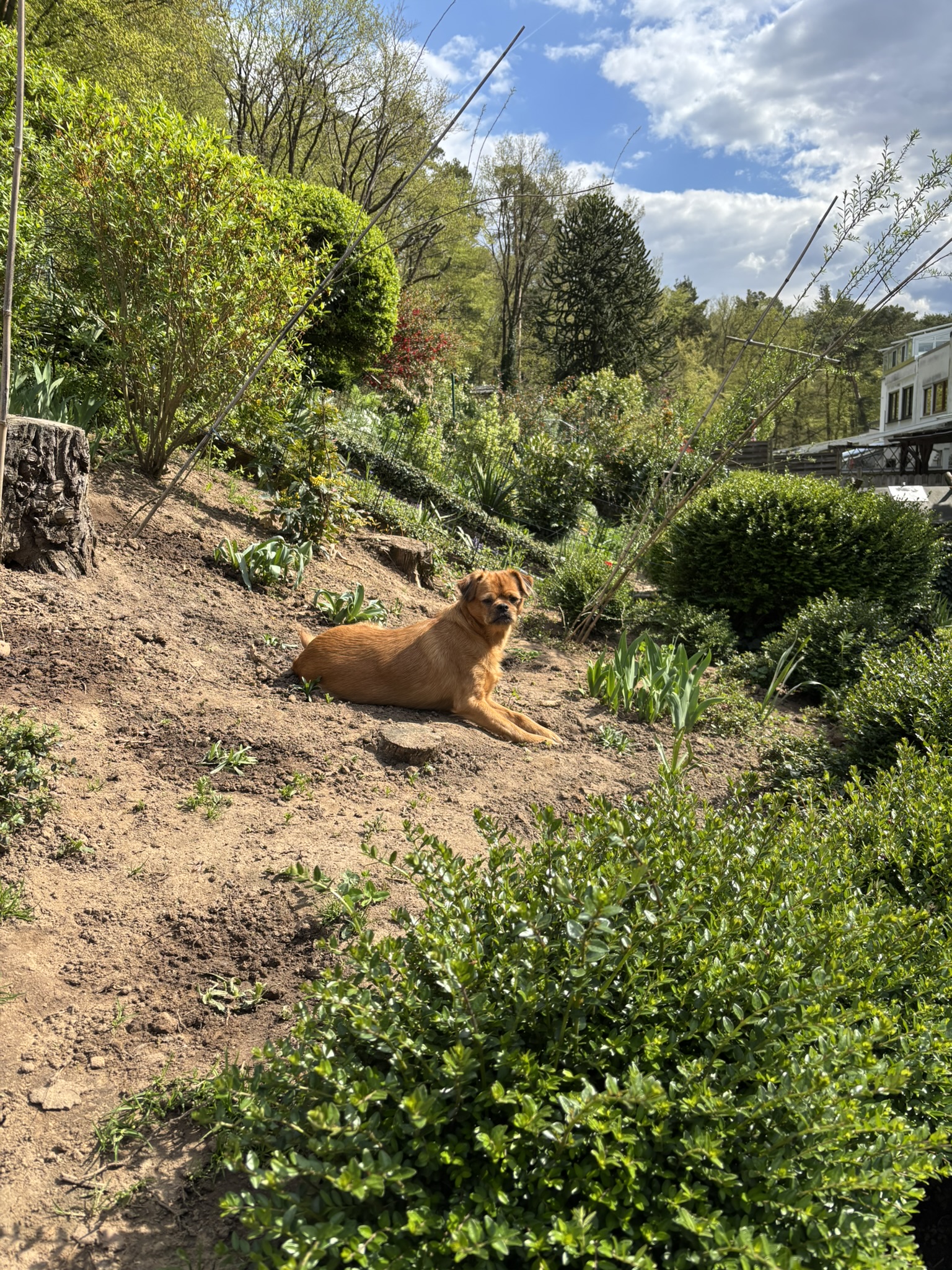 Sommer und Hitze: Das sind die Gefahren für deinen Hund