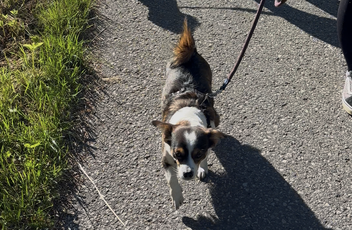Social Walk: Gemeinsam entspannt durchs Leben gehen