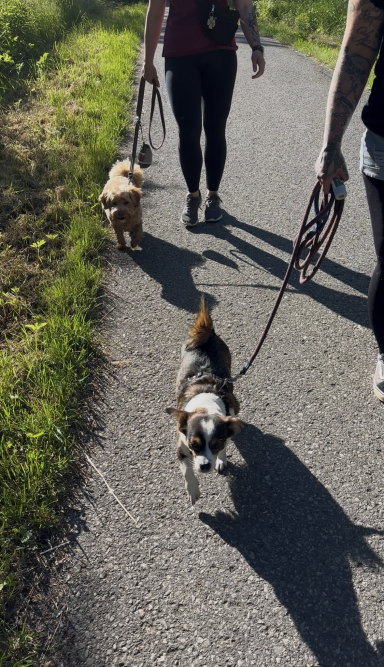 Zwei Hunde beim Spazieren