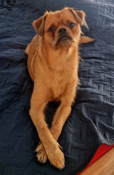 Goldener Hund